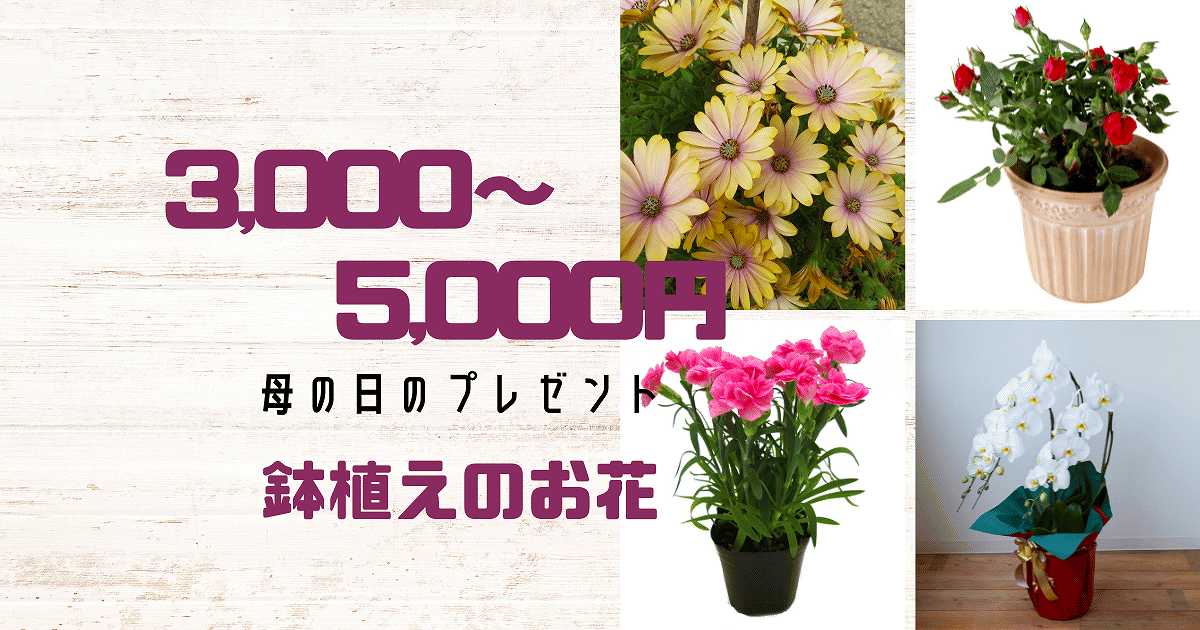 3000～5000円鉢植え花