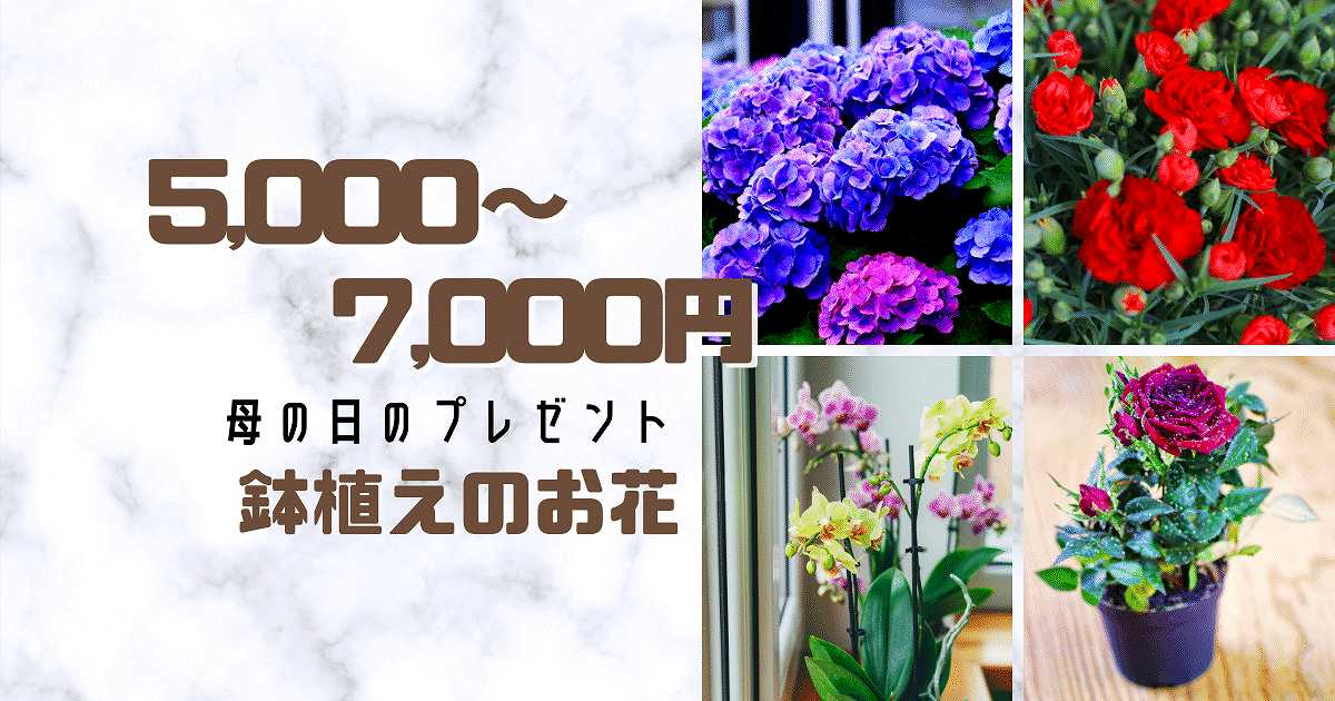 5000～7000円鉢植え