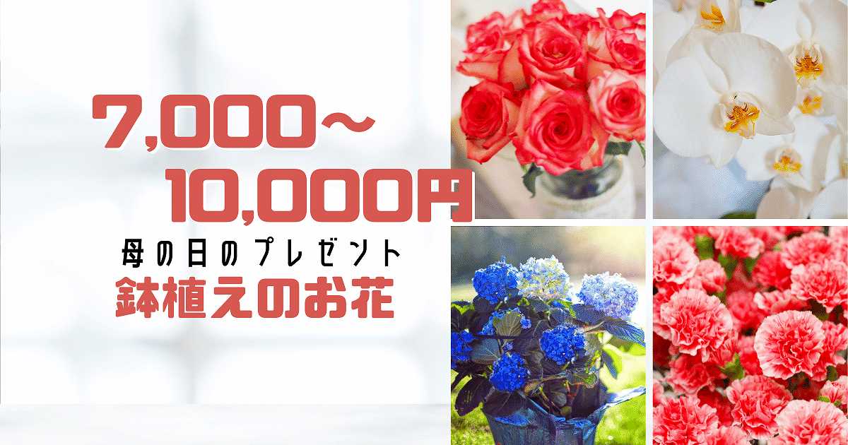 7000～10000円鉢植え