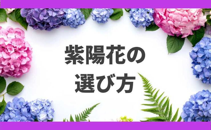 母の日　紫陽花の選び方