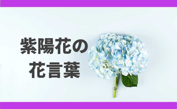 母の日　紫陽花の花言葉