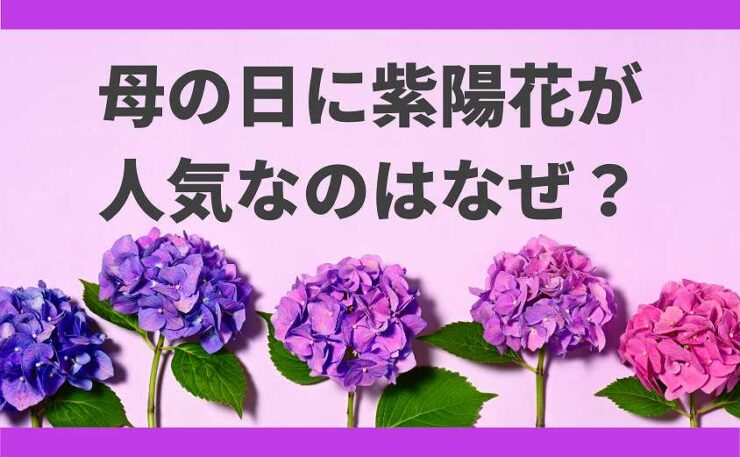 母の日　紫陽花　人気