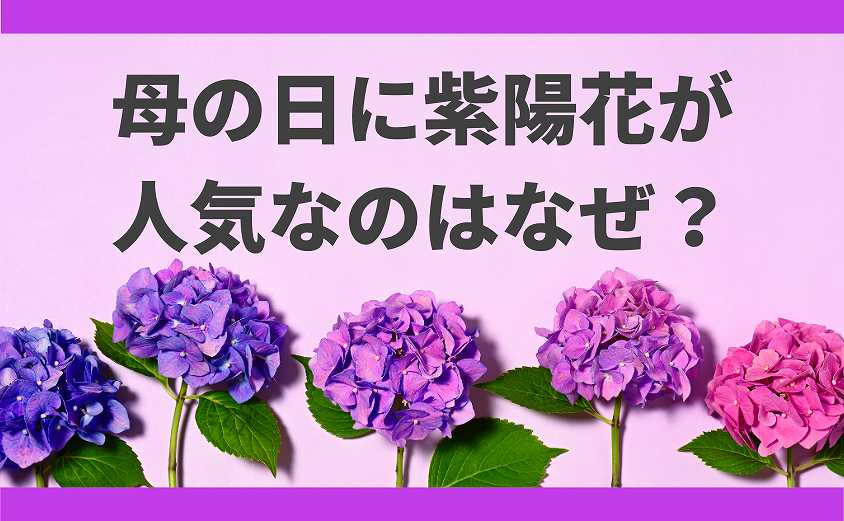 母の日　紫陽花　人気